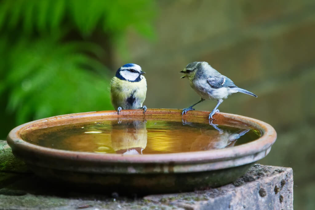 Two small birds sitting on the rim of a bird bath where one bird appears to be chatting to the other bird.