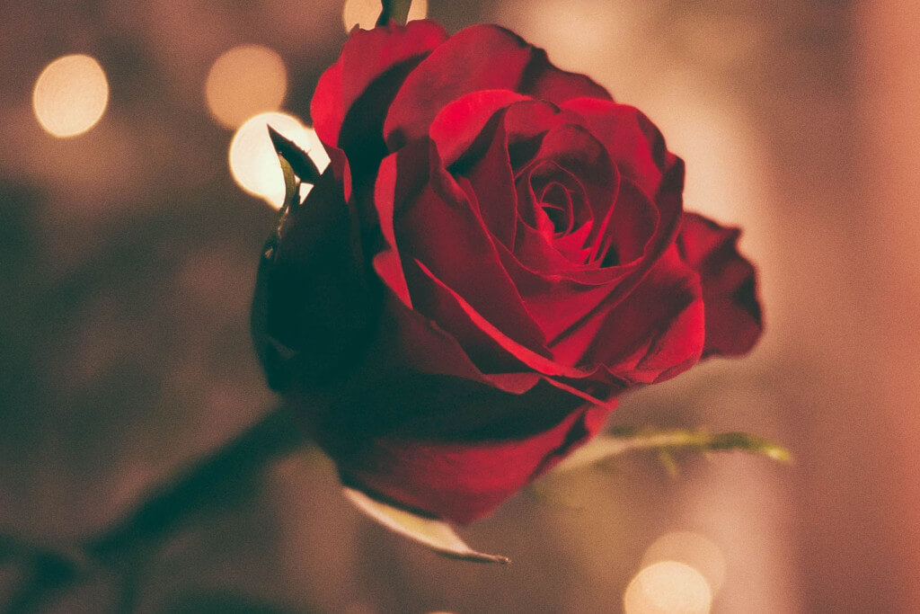 A beautiful picture of a deep red rose.